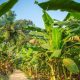 Bienvenue à la ferme, découverte des exploitations du monde agricole guadeloupéen