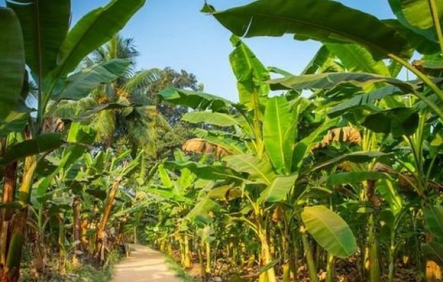 Bienvenue à la ferme, découverte des exploitations du monde agricole guadeloupéen